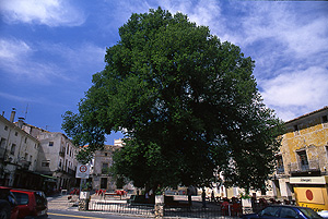 Olma de Pareja, en Guadalajara, premiada como Árbol Cuidado. (Foto: Bosques sin Fronteras)