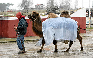 Un camello ensaya para la cabalgata de Reyes. (Foto: Carlos Espeso) Un camello ensaya para la cabalgata de Reyes. (Foto: Carlos Espeso)