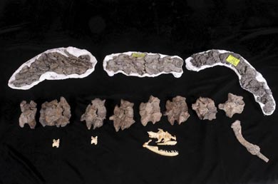 Los restos de la inmensa serpiente prehistórica (arriba), sobre dos vértebras y el cráneo de una anaconda moderna (abajo). | Nature