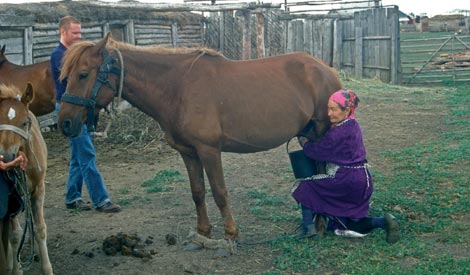 Una mujer kazaja ordeña uno de sus cabaños, como sus antepasados desde hace 5.500 años. / 'Science'