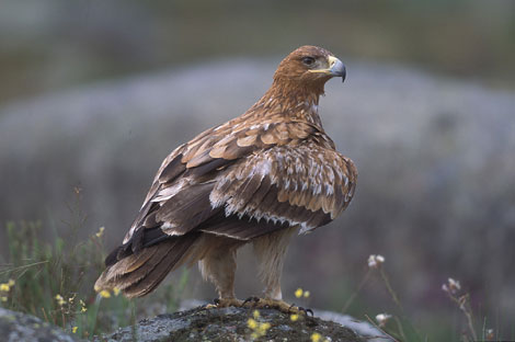 Un ejemplar de águila imperial. | SEO/Birdlife