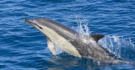 Delfín común en el mar Cantábrico. | Jesús Renedo.