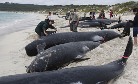 Varamiento de ballenas piloto en la costa oriental australiana el día 23 de marzo. (Foto: EFE)