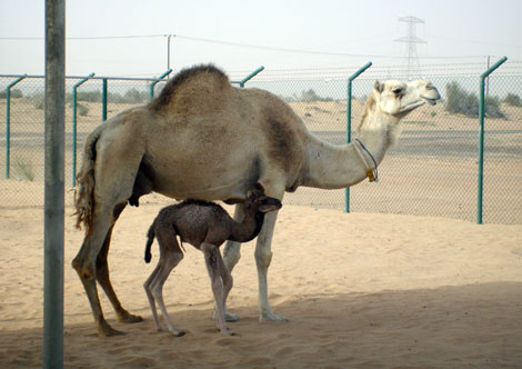 La pequeña Injaz, el primer camello clonado del mundo, junto a la hembra adulta de la que se obtuvo las células con las que fue creada. | AFP