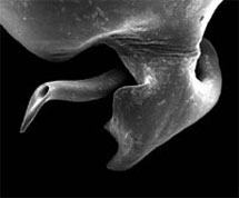 Imagen microscópica del órgano sexual con el que el macho agujerea el abdomen de la hembra. | Royal Society