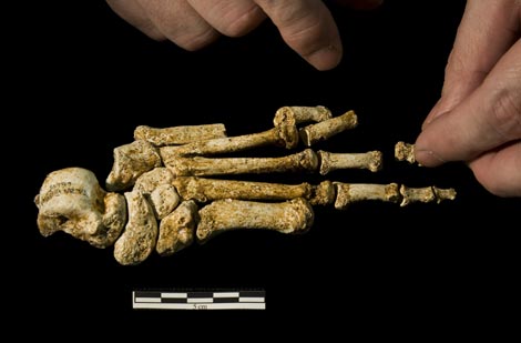 Pie del fósil de 'Homo floresiensis' hallado en 2004 en la isla de Flores. /Jungers