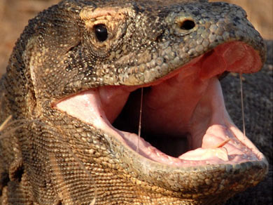 Resultado de imagen de dragon de komodo saliva