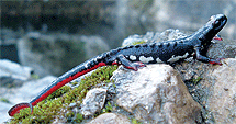 Salamandrina perspicillata. | Antonio Romano