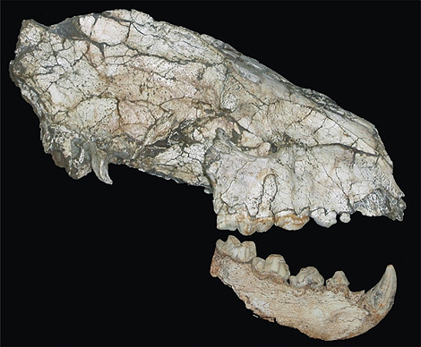 Craneo fosilizado de la hiena Hyaena brunnea. | IGME