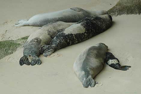 La cría de foca monje, junto a su madre en una playa de Mauritania. | MARM. La cría de foca monje, junto a su madre en una playa de Mauritania. | MARM.