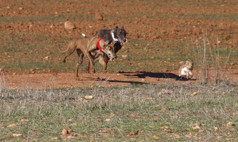 GALGOS CAMPEONES DE ESPANA galgos campeones de espana: