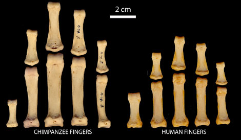 Comparativa de los dedos de chimpancé y humanos. |C. Rolian