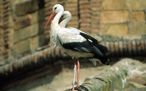 aves africanas