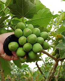 Frutas de la 'jatropha curcas'. | Efe