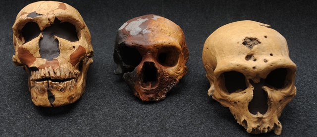 Cráneos de neandertales encontrados en El Sidrón (Asturias). | CSIC Cráneos de neandertales encontrados en El Sidrón (Asturias). | CSIC