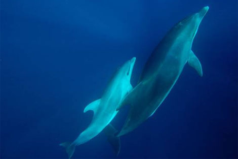delfines hembras