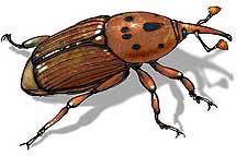 Ilustración del insecto.