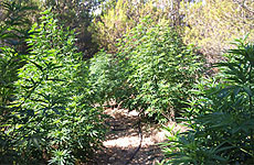 [foto de la noticia]