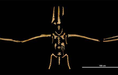 Fósil de 'Pelagornis chilensis'. | S.Tränkner Forsch. Senckenberg