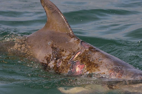 delfines heridos