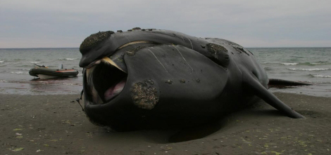 Una ballena franca austral varada