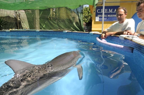 delfines varados