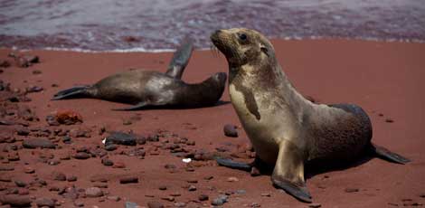 Dos focas en una playa de Rábida. | Efe