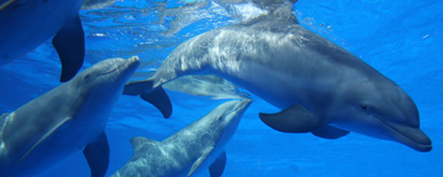 delfines zoo barcelona