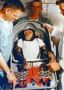 El chimpancé Ham se prepara para su viaje. | NASA