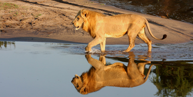 Un león en un parque natural de Zimbabue. | Javier Brandoli