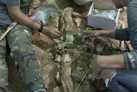 Un fósil hallado en las excavaciones de Pinilla. | A. Heredia