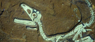 Esqueleto del pequeño dinosaurio encontrado en Alemania.| Efe
