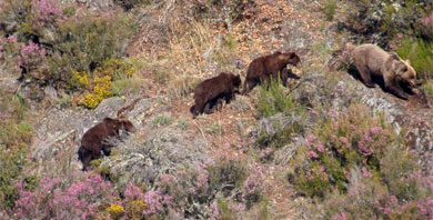 Una osa con sus crías en la codillera cantábrica. | Fundación Oso Pardo