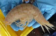 BIODIVERSIDAD / En Nueva Zelanda: El crustáceo supergigante de los abismos marinos