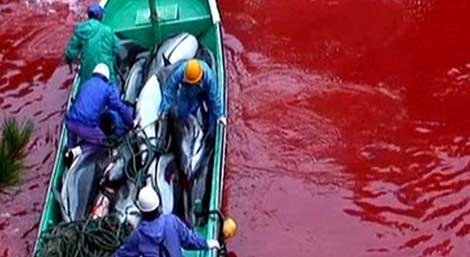 El fotograma muestra el agua teñida de rojo por la sangre de delfín. | 'Save Japan Dolphins'.