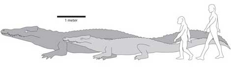 Comparativa del tamaño del cocodrilo primitivo, los ancestros humanos y nuestra especie. |Chris Brochu