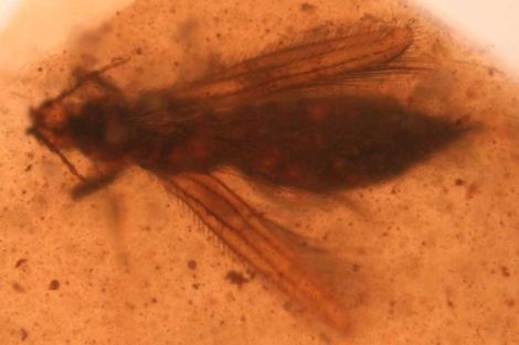 Los primeros insectos polinizadores convivieron con los dinosaurios