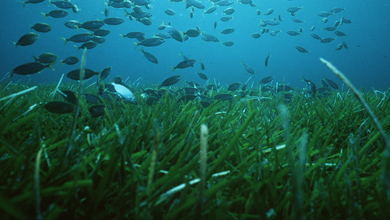 Pradera de Posidonia y peces. | Manu San F�lix