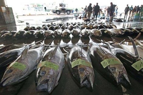 Atunes pescados en el Pacífico tras la crisis de Fukushima. | AFP