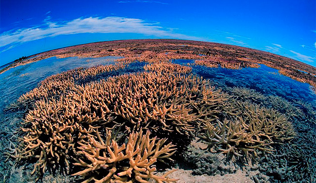 Imagen de la Gran Barrera de Coral de Australia.