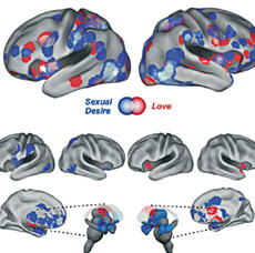El mapa cerebral del amor y del deseo sexual El mapa cerebral del amor y del deseo sexual