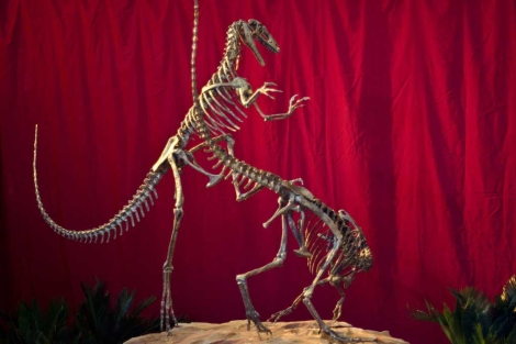 Esqueletos de la nueva especie de dinosaurio. | Efe