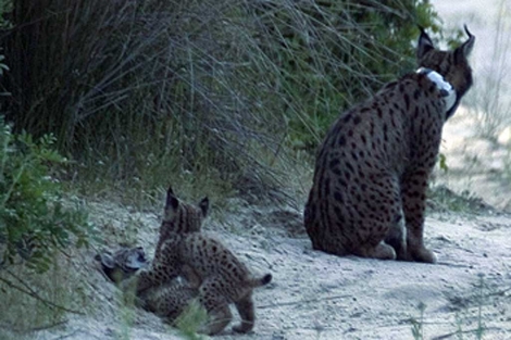lince iberico