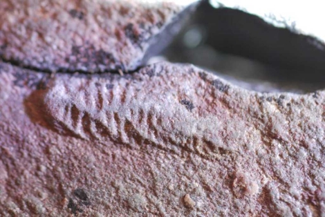 Ejemplar juvenil fósil, de 17 milímetros. |Oxford University