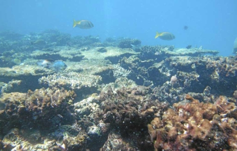 Arrecifes de coral amenazados. | Science
