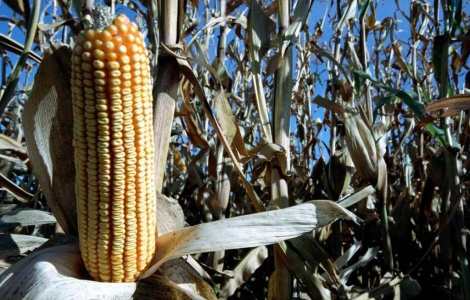 Cultivo de maíz transgénico. | Gustavo Catalán