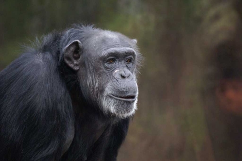 Uno de los chimpancés utilizados en este estudio.| Emory University.