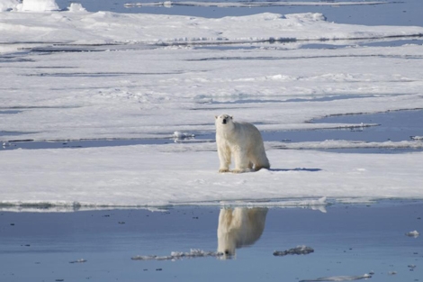 Un oso polar afectado por el deshielo en el Ártico. | Geir Wing Gabrielsen
