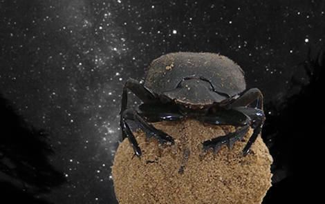 El escarabajo pelotero es el primer animal en orientarse con la Vía Láctea. | Emily Baird