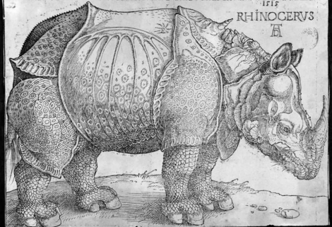 Durero rinoceronte